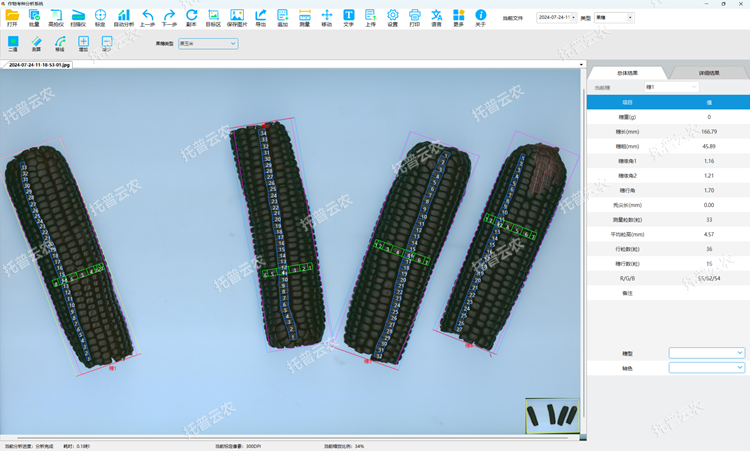 黑玉米果穗測定